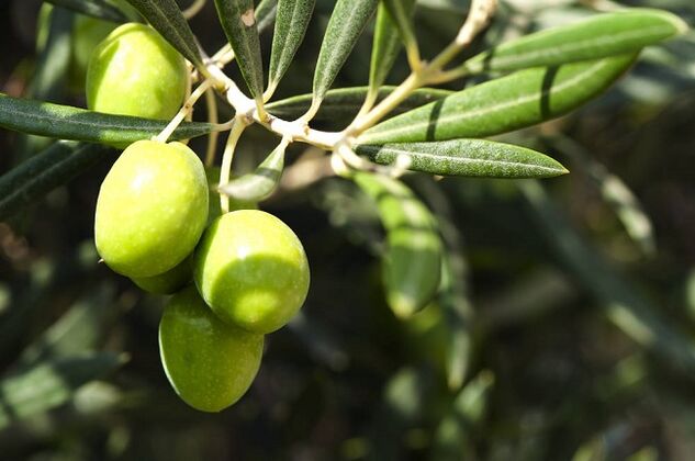 Faedah Makan Buah Zaitun dalam Diet Ketogenik